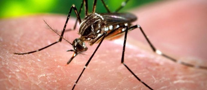 Las farmacias de Ciudad Real aconsejan sobre el uso correcto de los repelentes de mosquitos como medida preventiva ante el Zika